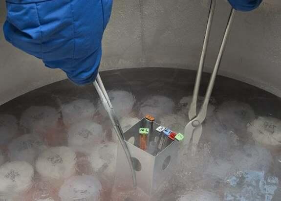 Lagosanto, inchiesta sugli embrioni:&nbsp; punita la dottoressa che segnalò le anomalie