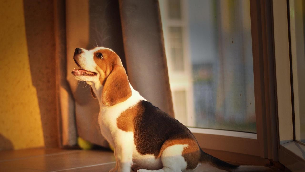 Quando il cucciolo fa pipì in casa: la guida pratica per insegnargli. «Vietato sgridarlo!»