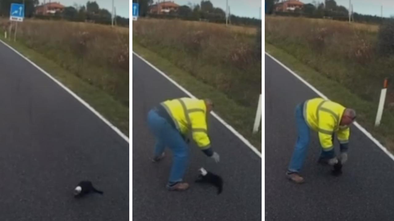 Il gattino salvato dal camionista sull'Aurelia