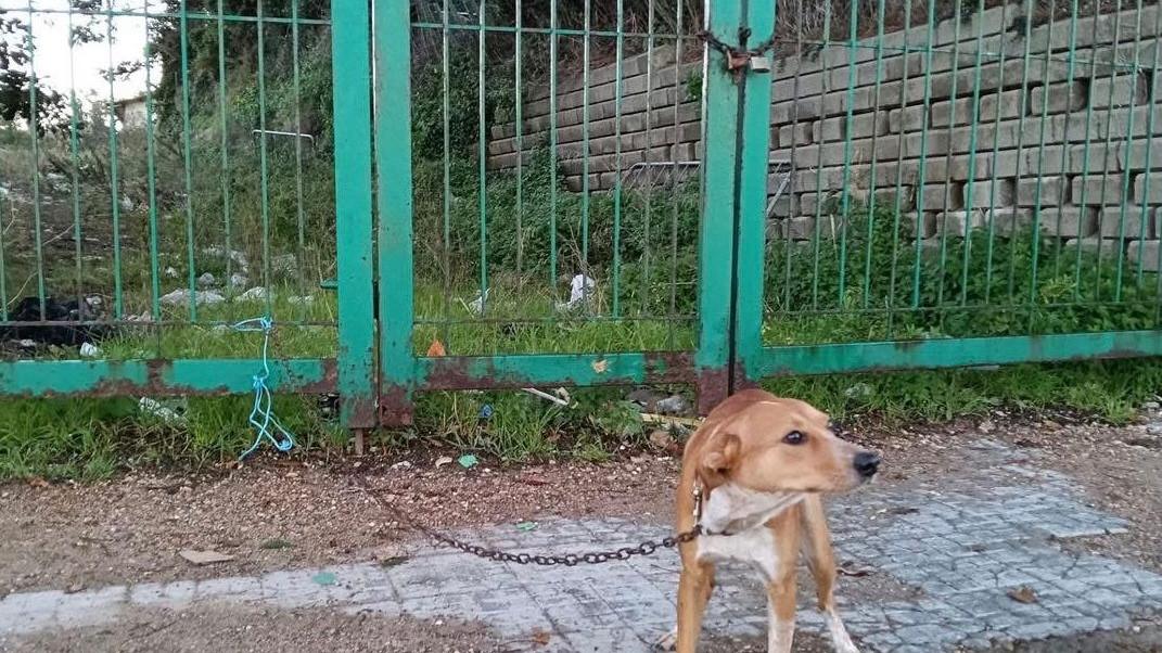 Sassari, cane abbandonato al freddo legato con una catena al cancello: caccia ai responsabili