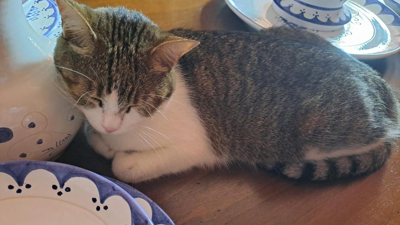 Gatti domestici, 2mila anni fa i primi felini d’Europa: gli antenati erano in Sardegna – ecco i dati della ricerca