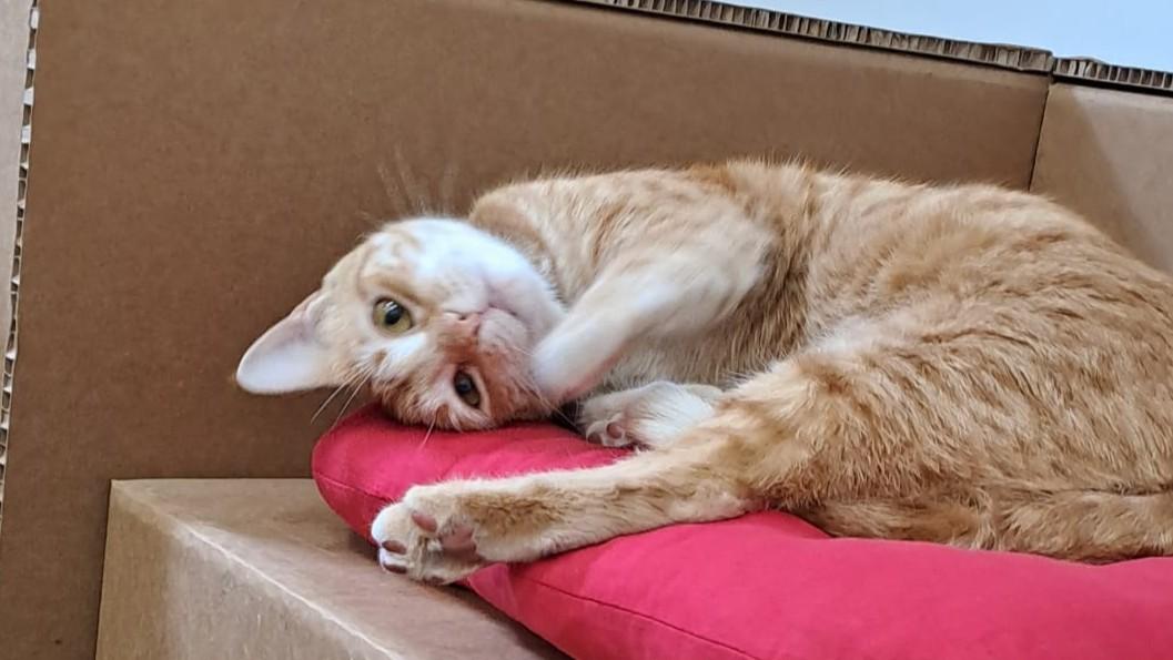 Gatti domestici, i primi felini d’Europa 2mila anni fa: gli antenati erano in Sardegna – ecco i dati della ricerca