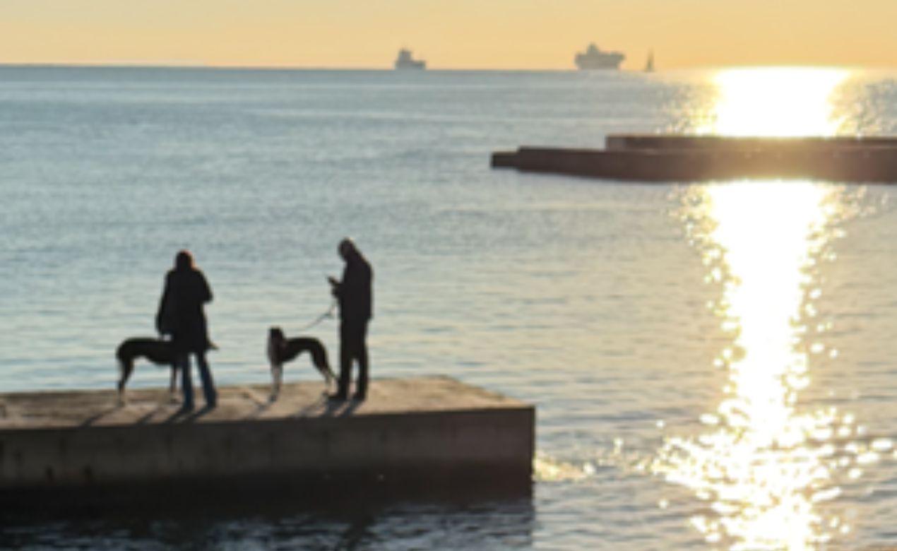 Livorno e il buongiorno a 4 zampe da San Jacopo. Grazie a Nicola Piccolo
