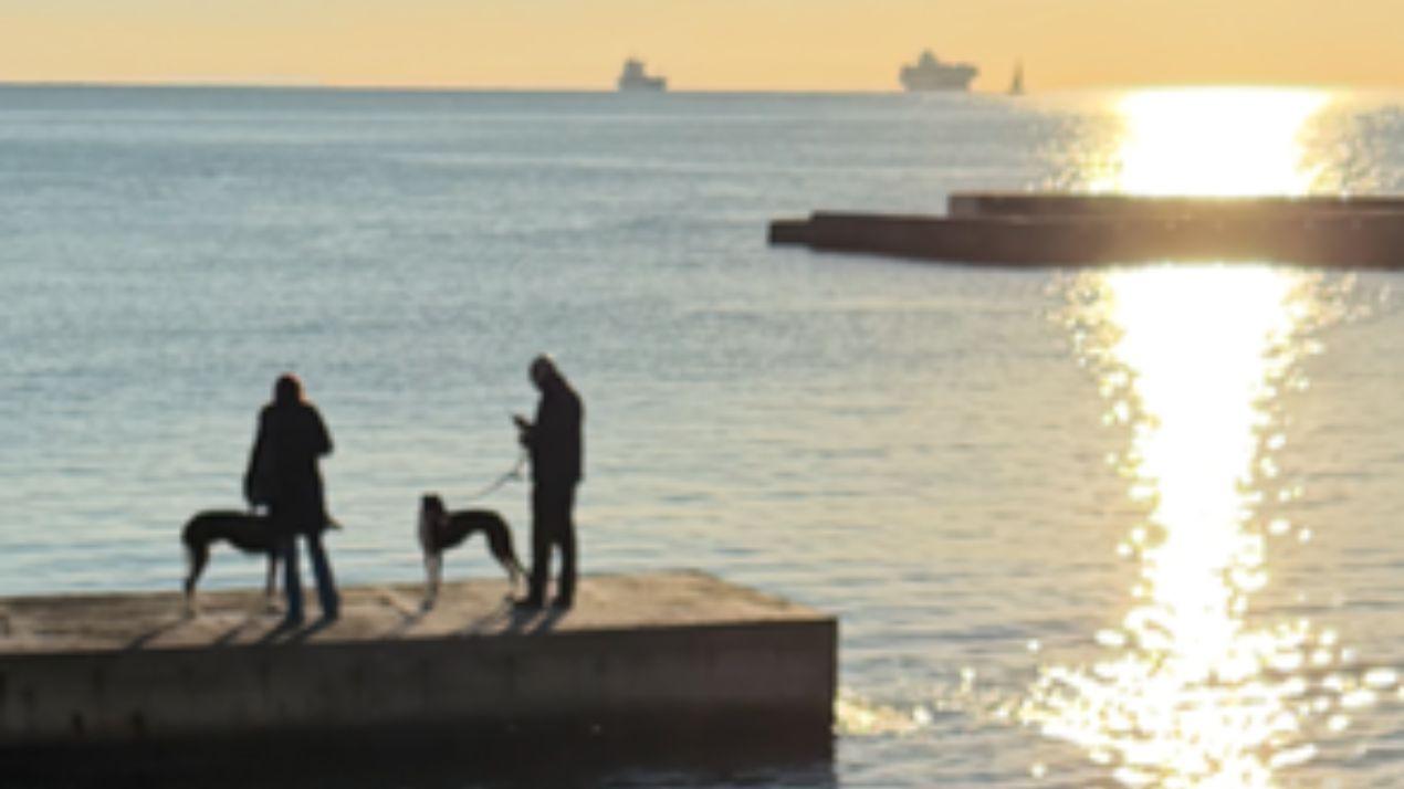 Livorno e il buongiorno a 4 zampe da San Jacopo. Grazie a Nicola Piccolo
