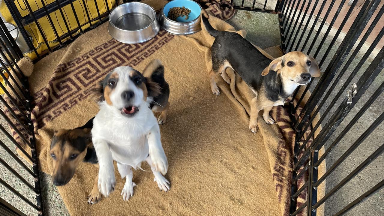 Olbia, l’inferno degli animali maltrattati: «Crudeltà e abbandoni senza fine»