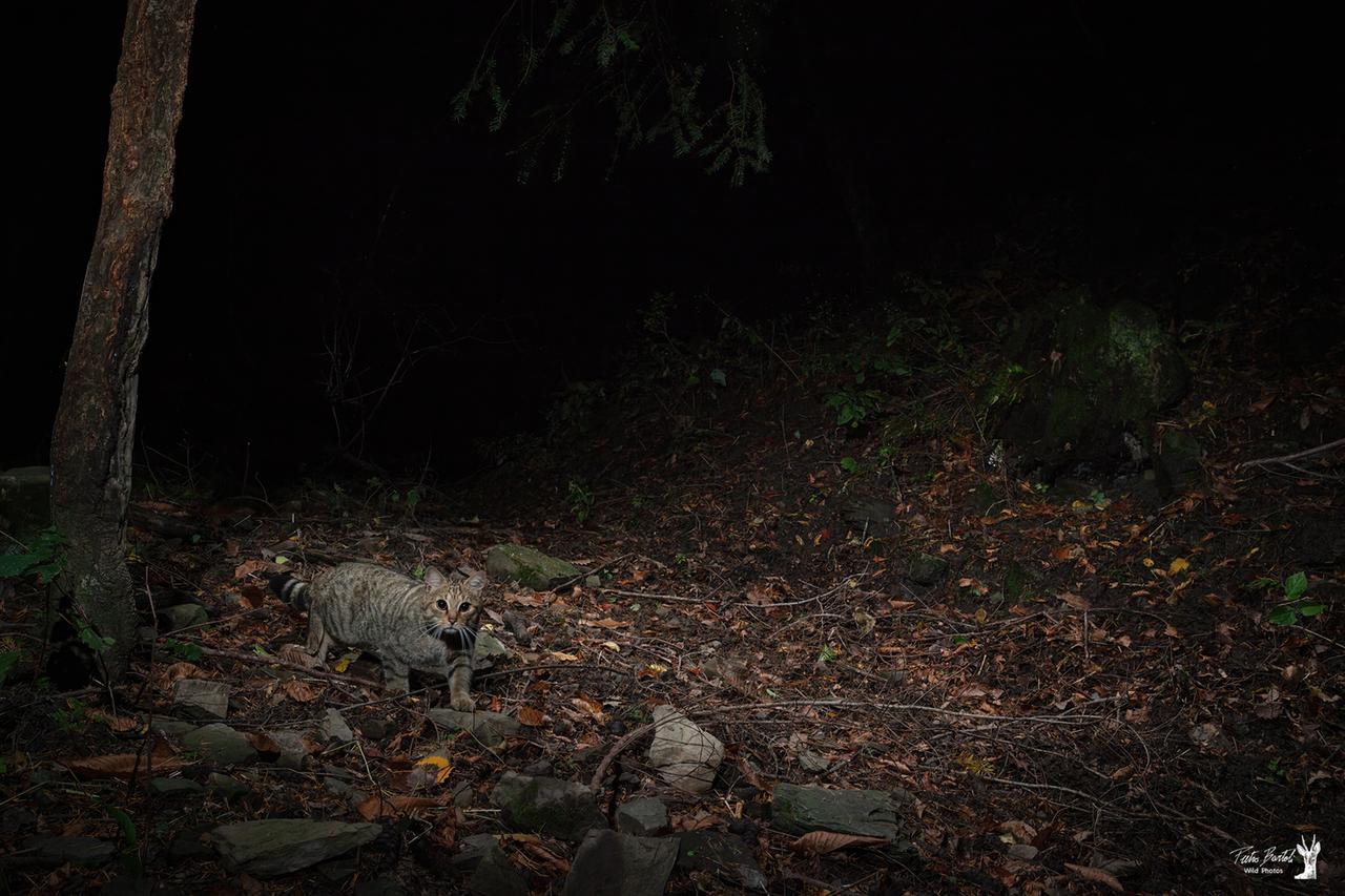 Il gatto selvatico europeo avvistato sull’Appennino Pistoiese: è il segno che il bosco torna a respirare