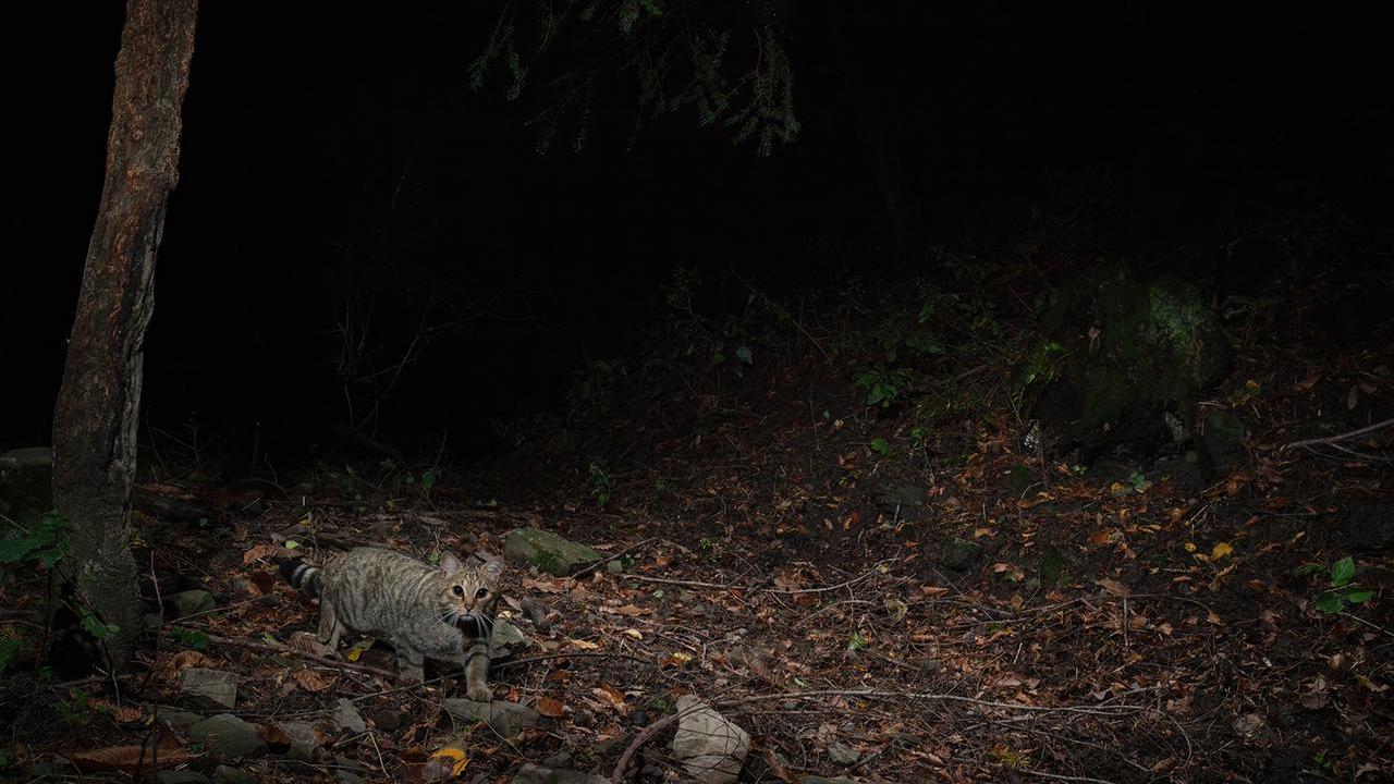Il gatto selvatico europeo avvistato sull’Appennino Pistoiese: è il segno che il bosco torna a respirare