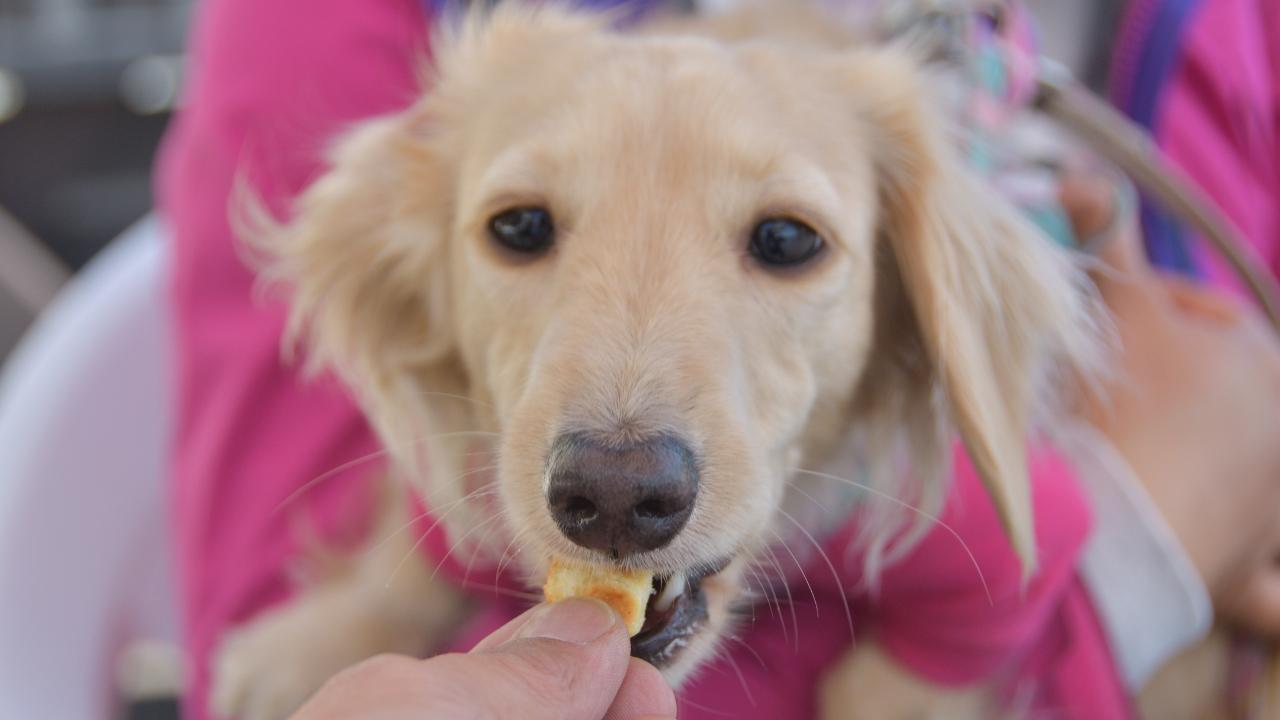 
	Snack per cani ritirati dai supermercati (Foto di repertorio)


