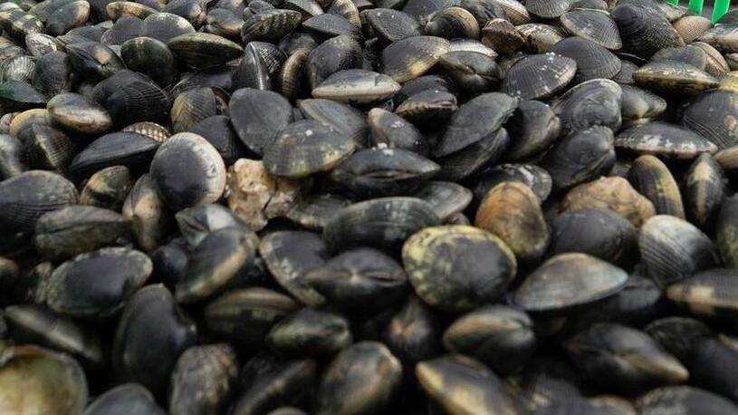 Vongole dal Portogallo, indaga la Procura di Ferrara