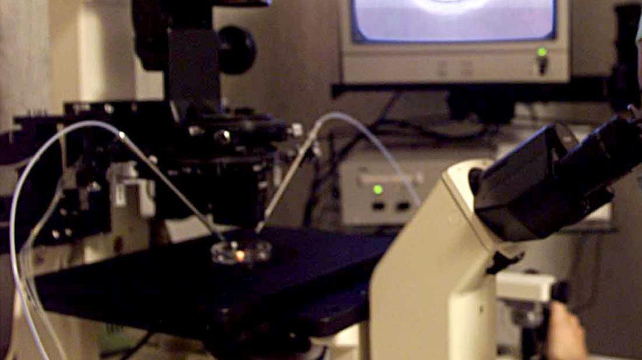 Inchiesta embrioni al centro Pma di Lagosanto, una consulenza per capire l’accaduto