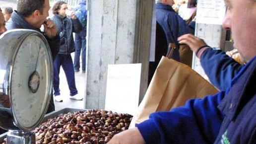 Zocca, la collina rilancia la coltura del castagno