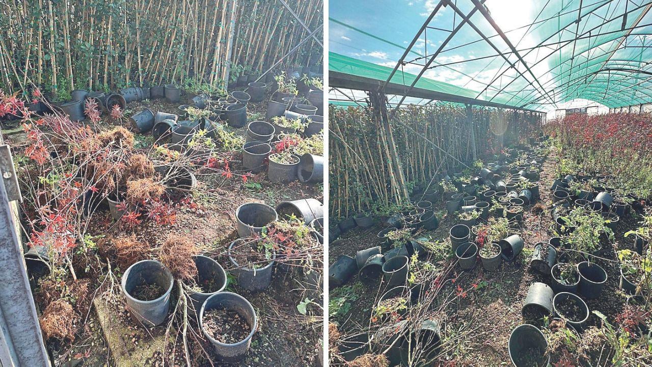 Le condizioni dei vivai Trinci dopo il passaggio dei ladri