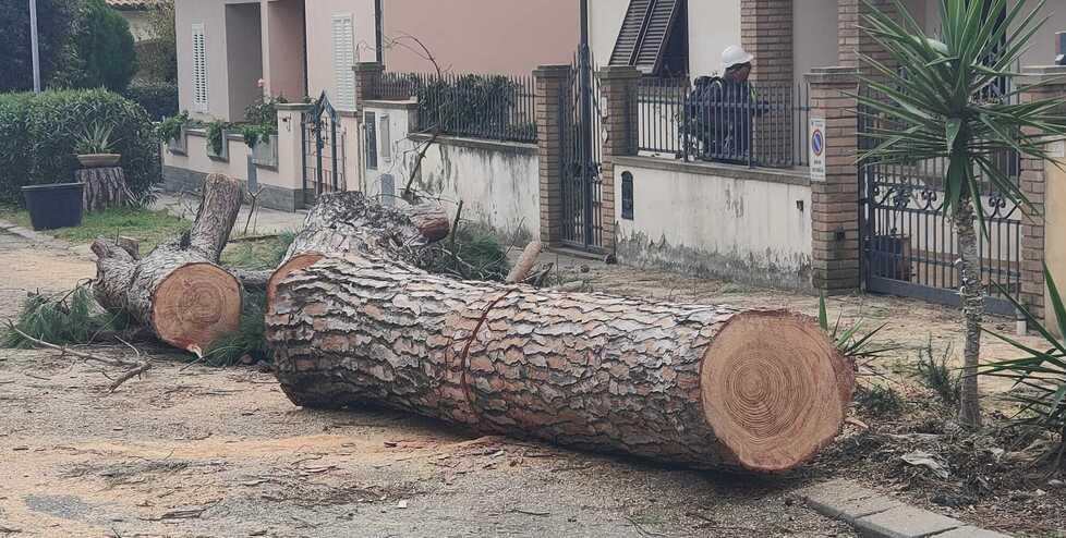 
	Uno dei pini tagliati&nbsp;

