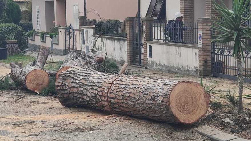 Uno dei pini tagliati 