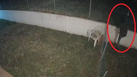 Il ladro ripreso dalle telecamere