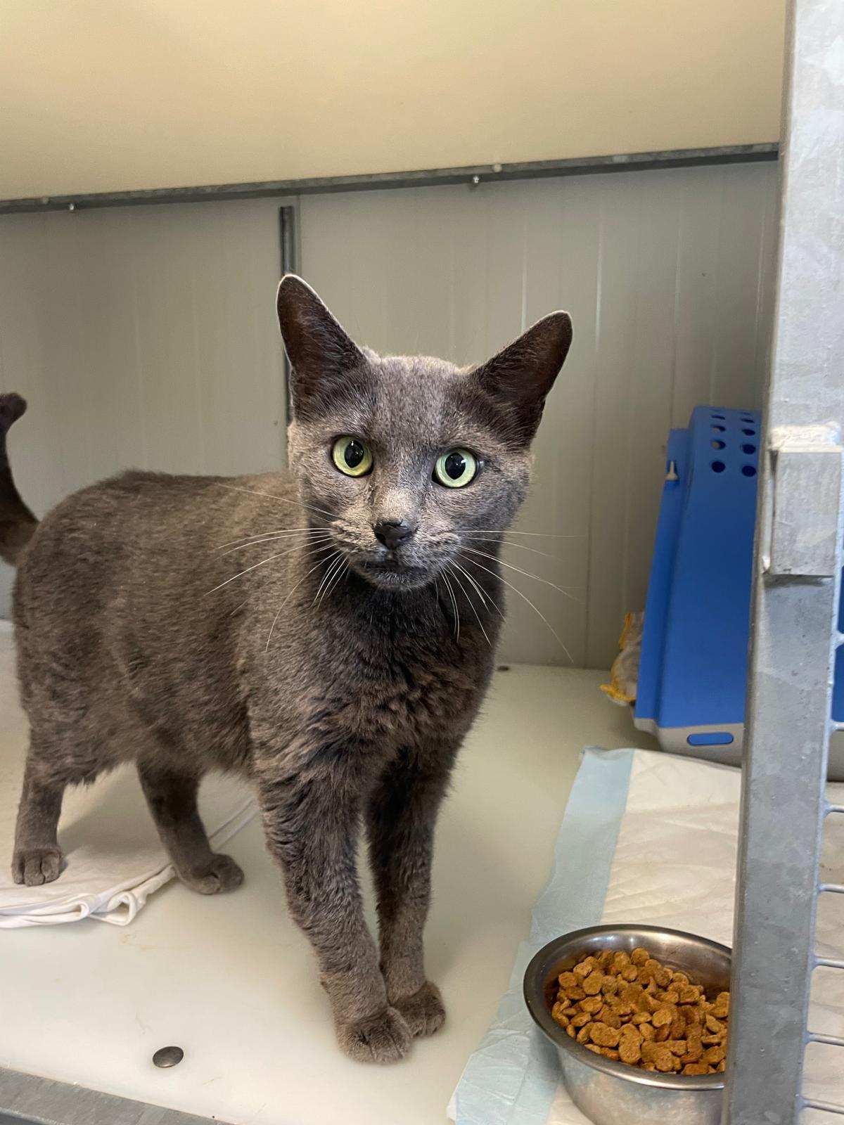 Investita e lasciata ferita in strada: la gatta Adele ora è salva e cerca famiglia