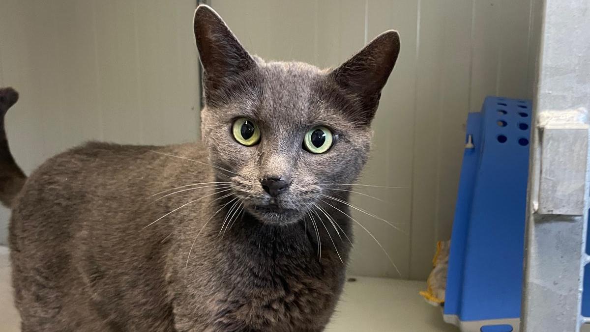 Investita e lasciata ferita in strada: la gatta Adele ora è salva e cerca famiglia