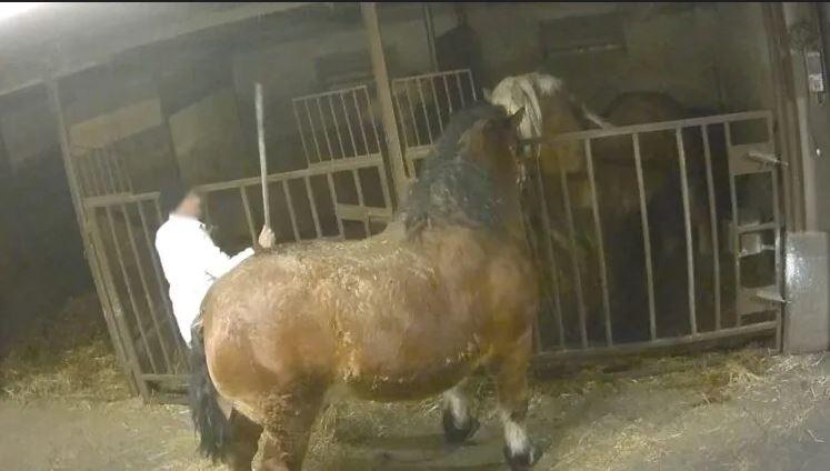 «Frustate e stordimenti inefficaci sui cavalli». Presidio degli animalisti contro il macello di Fosdondo