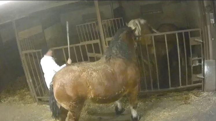 «Frustate e stordimenti inefficaci sui cavalli». Presidio degli animalisti contro il macello di Fosdondo