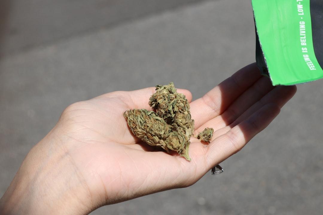 Sassari, a scuola con la cannabis nello zaino: chiesta la condanna di uno studente