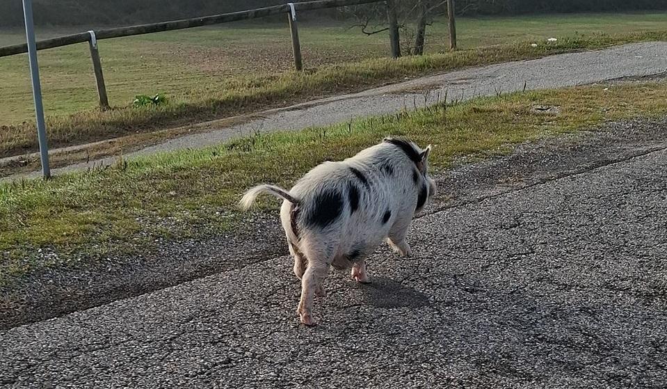 Maiale vagante sull’argine del fiume Po