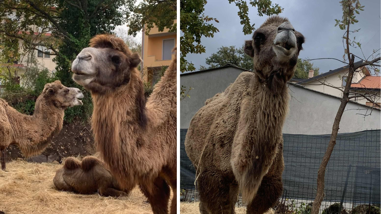 
	I tre cammelli di Michele Ladu

