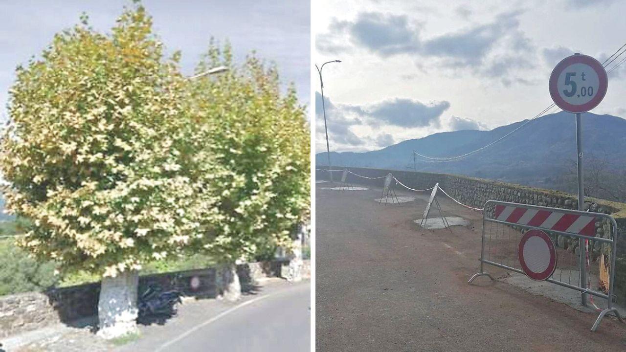 
	I platani prima e dopo il taglio

