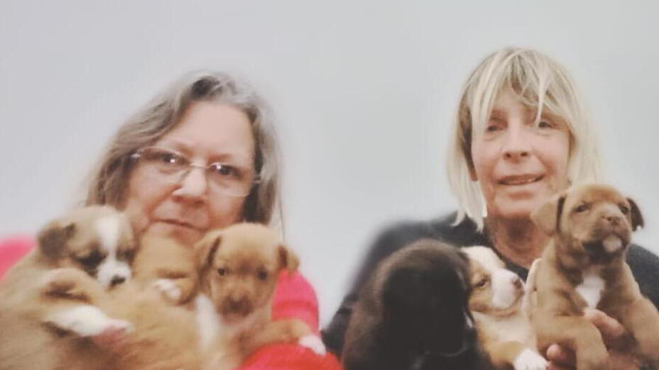 «Quel sacco si muove»: Livorno, la storia dei sei cuccioli lasciati in via Mastacchi<br type="_moz" />