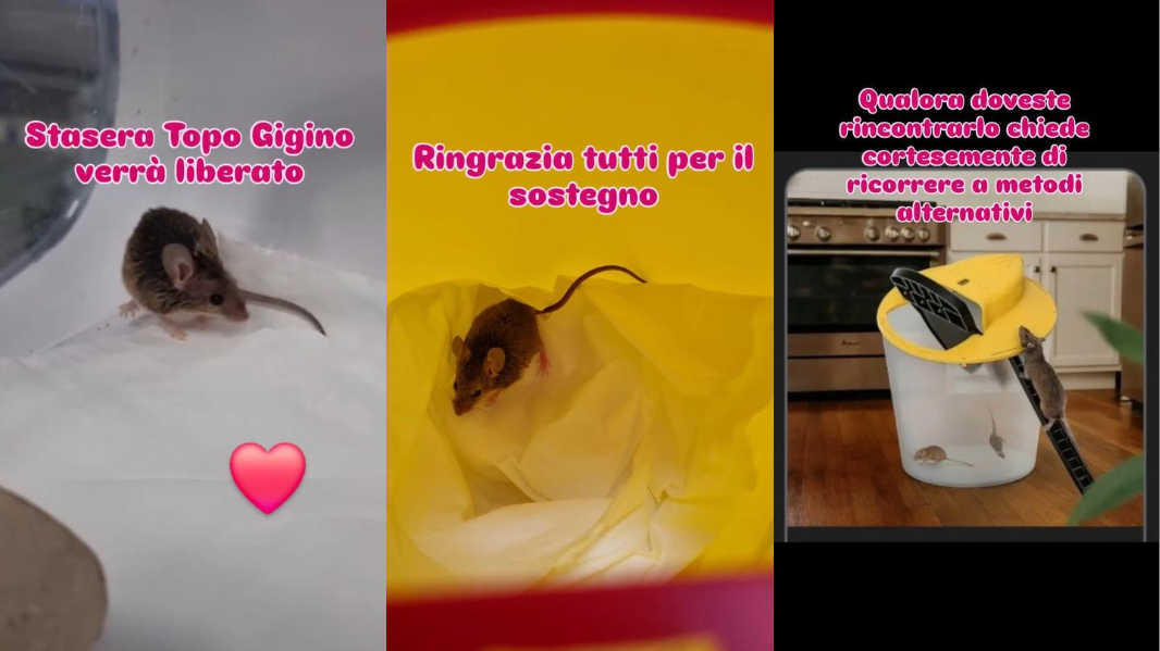 Sassari, il reel di Topo Gigino diventa virale: liberato dalla colla dalla veterinaria