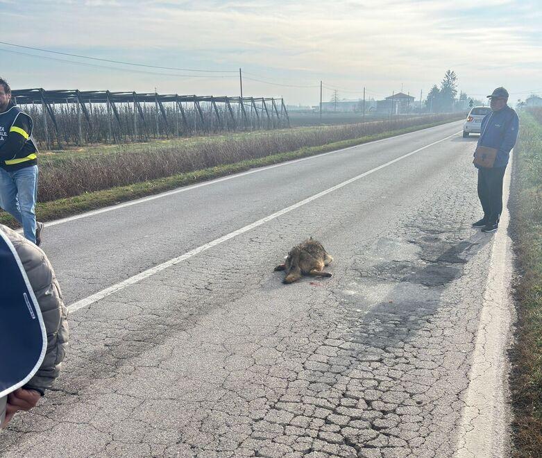 Lupo investito a Poggio Renatico. Polemica sul declassamento