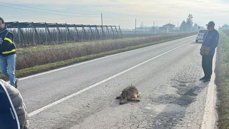 Lupo investito a Poggio Renatico. Polemica sul declassamento