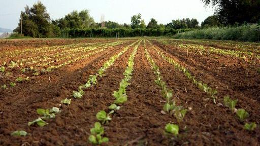 L’agricoltura traina l’economia in provincia: ecco tutti i dati