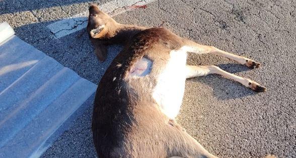 Daino attraversa la strada a Lido Nazioni, motociclista travolto e ferito