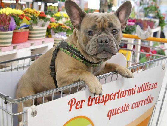 Da 10 anni al Conad Le Vele la spesa si fa con Fido: le storie dei clienti a 4 zampe in un libro