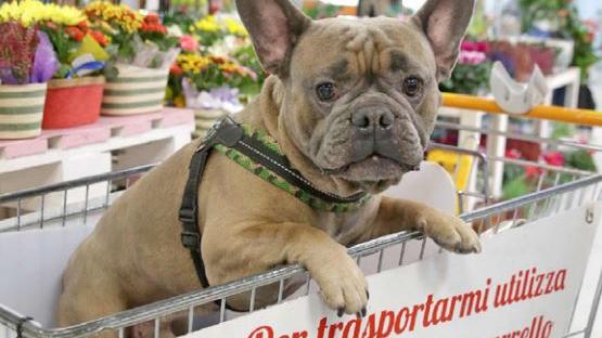 Da 10 anni al Conad Le Vele la spesa si fa con Fido: le storie dei clienti a 4 zampe in un libro