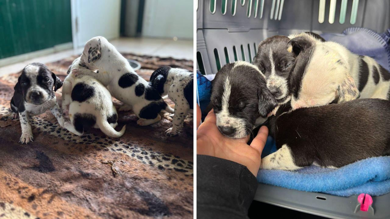 
	Alcuni dei cani abbandonati a San Miniato e recuperati dai volontari del canile La Valle Incantata di Lajatico

