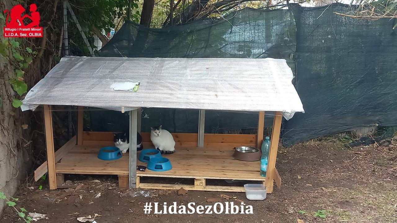 Strage di gatti a Olbia, sterminata con il veleno una intera colonia. La Lida: «Atto atroce, chi sa parli»