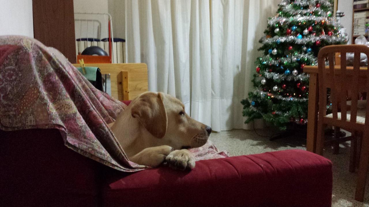 Livorno, Benji sotto l’albero. Grazie a Vinicio Zucca