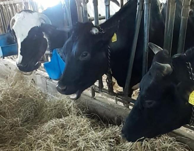 La figlia dell’allevatore defunto che sta cercando di salvare le sue 26 mucche dal macello