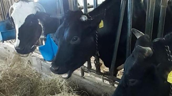 La figlia dell’allevatore defunto che sta cercando di salvare le sue 26 mucche dal macello