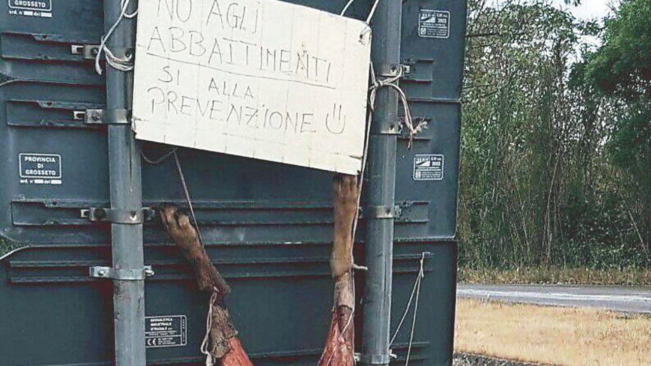 Il cartello e il lupo scuoiato