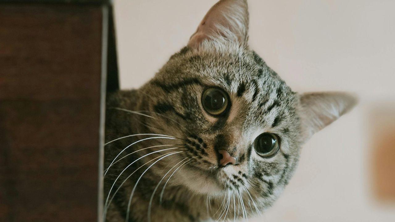 Un gattino in una foto di repertorio