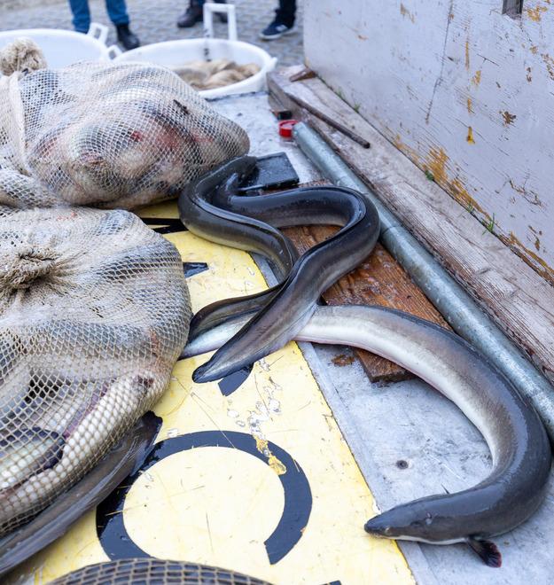 Rubati cinque quintali di anguille Blitz notturno, crescono i danni