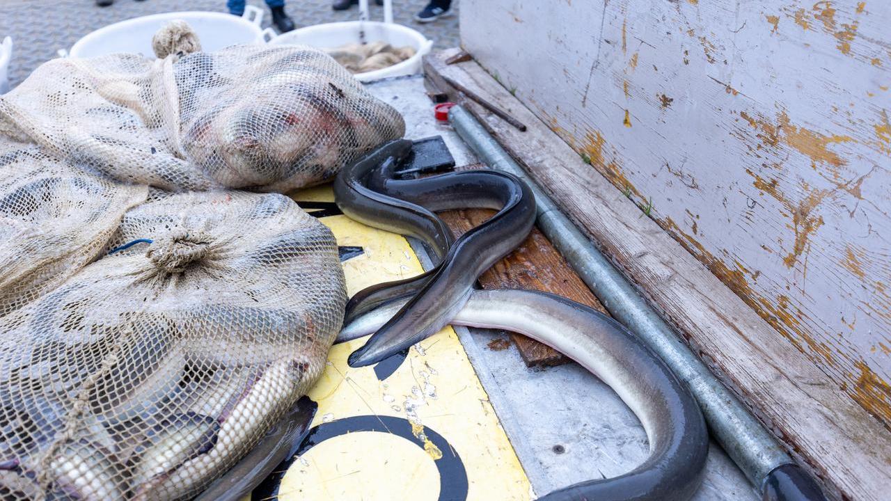 Rubati cinque quintali di anguille a Comacchio