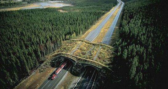 La proposta: «Ponti sopra le tangenziali per l’attraversamento degli animali, così si evitano gli incidenti»