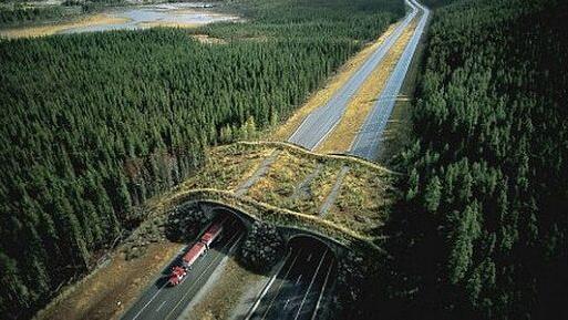 La proposta: «Ponti sopra le tangenziali per l’attraversamento degli animali, così si evitano gli incidenti»