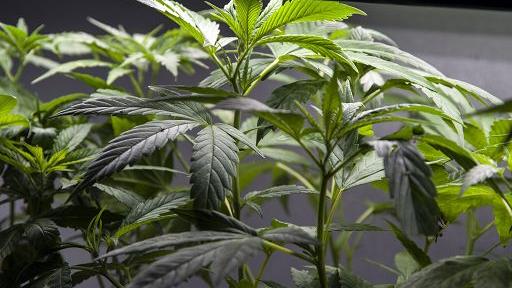 Cannabis light, sos del Governo: «Contiene una sostanza letale, un morto». Cos’è l'Mdmb-pinaca