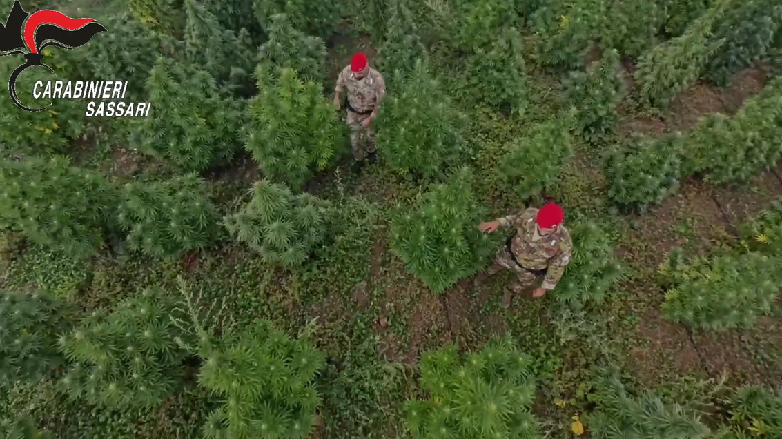 Marijuana sarda in cambio di cocaina dalla Penisola, Olbia centro di scambio della droga – I dettagli dell’operazione Polo ovest