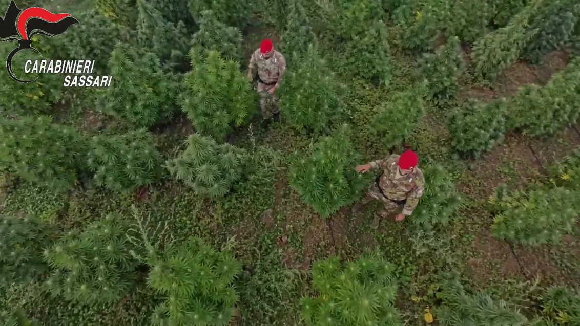 Marijuana sarda in cambio di cocaina dalla Penisola, Olbia centro di scambio della droga – I dettagli dell’operazione Polo ovest