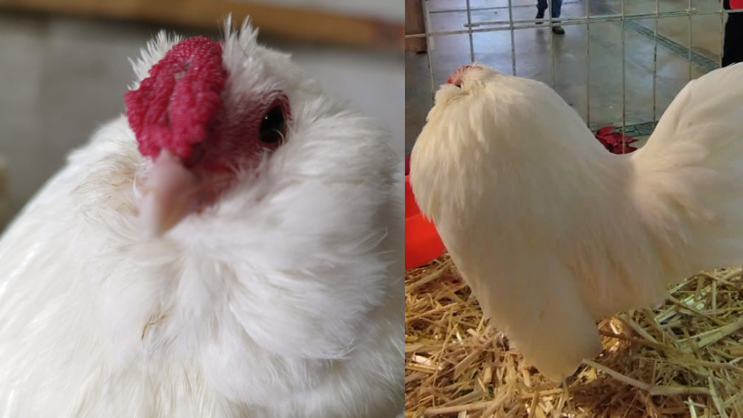 Il gallo e la gallina più belli d’Italia arrivano dalla Sardegna – ecco chi sono